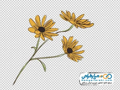 دانلود تصویر وکتور گل سوسن چشم سیاه