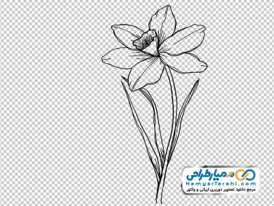 عکس وکتوری گل نرگس