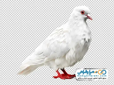 عکس png کبوتر سفید نشسته