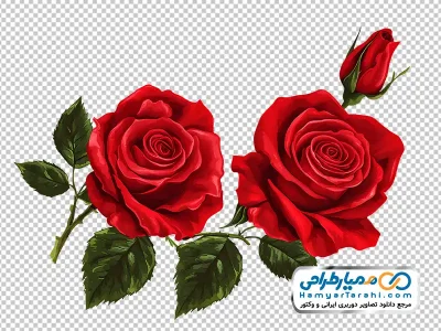 تصویر png شاخه گل رز قرمز با غنچه
