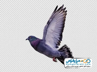 تصویر با کیفیت کبوتر چاهی در حال پرواز