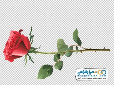 دانلود تصویر وکتوری شاخه گل رز با فرمت png