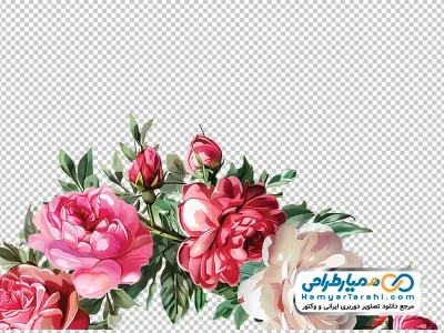 تصویر با کیفیت گل های رز باغی