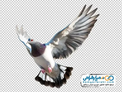 تصویر بدون پس زمینه کبوتر در حال پرواز با فرمت png