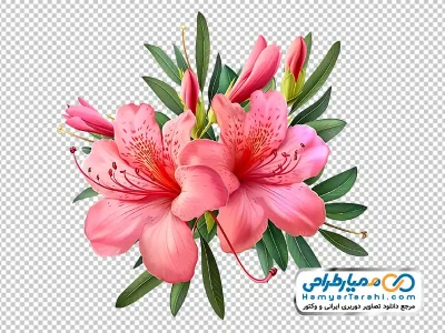 تصویر png گل آزالیا صورتی