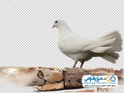 عکس png کبوتر سفید نشسته روی دیوار