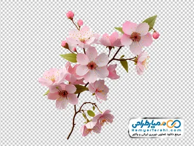 تصویر با کیفیت شاخه شکوفه گیلاس
