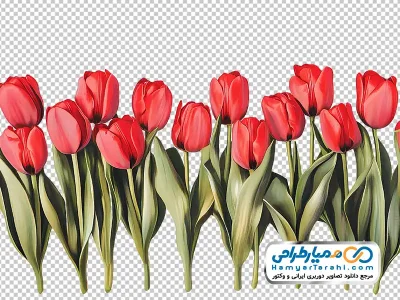 دانلود تصویر وکتوری گل های لاله قرمز با فرمت png