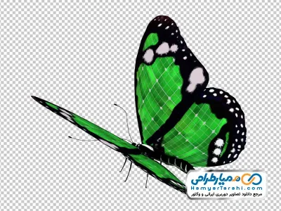 دانلود تصویر png پروانه سبز