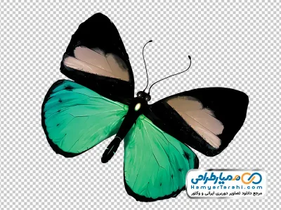 عکس وکتوری پروانه سبز
