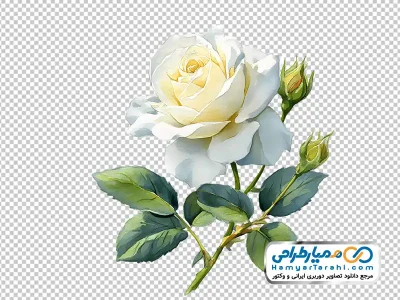 تصویر png شاخه گل رز سفید