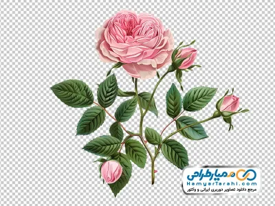 دانلود تصویر با کیفیت گل رز صورتی با برگ های سبز