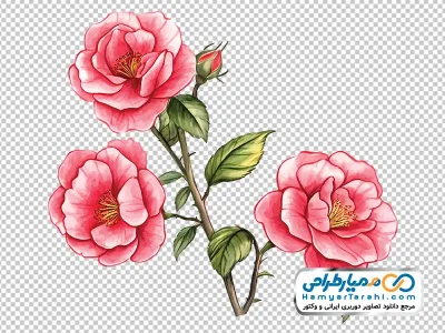 دانلود تصویر با کیفیت گل رز صورتی آبرنگی