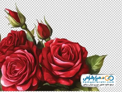 دانلود تصویر png گل های رز قرمز باغی