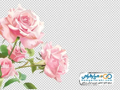 عکس وکتوری گل رز صورتی آبرنگی
