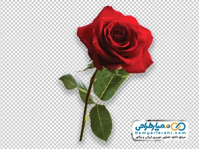 دانلود تصویر png شاخه گل رز قرمز