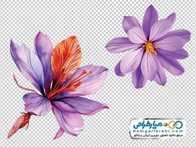 عکس png گل زعفران
