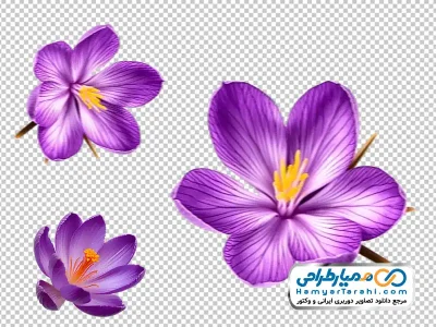 عکس بدون پس زمینه گل زعفران