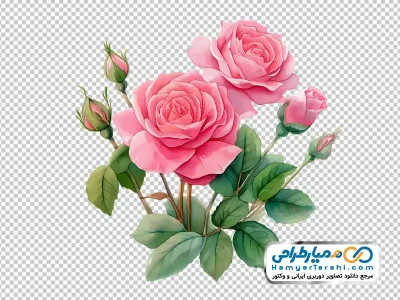 عکس وکتوری گل های رز صورتی آبرنگی