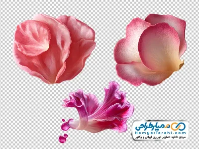 تصویر با کیفیت گل وکتوری