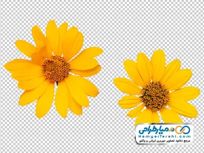 تصویر png گل وحشی زرد