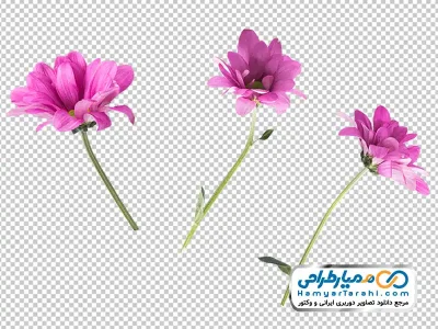 دانلود تصویر با کیفیت شاخه گل صورتی