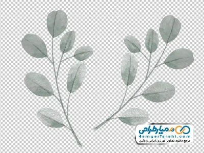 تصویر وکتوری شاخه اکالیپتوس با فرمت png