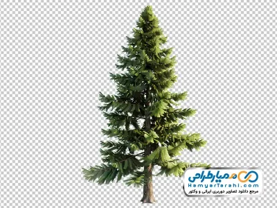 تصویر درخت صنوبر با فرمت png