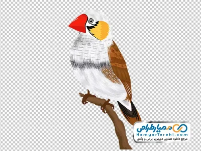 تصویر نقاشی پرنده فنچ زبرا