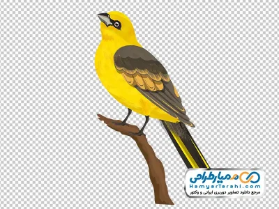 عکس وکتوری پرنده اوریول طلایی