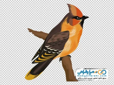 تصویر png پرنده نشسته روی شاخه
