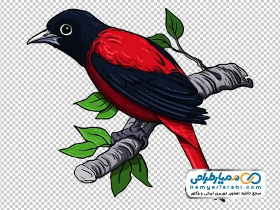 دانلود تصویر وکتوری پرنده اوریول مارون