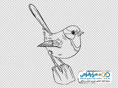 تصویر سیاه و سفید پرنده نشسته روی سنگ