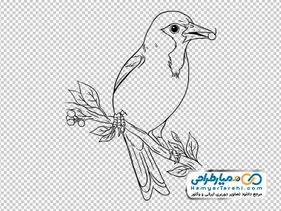 عکس سیاه و سفید پرنده نشسته روی شاخه