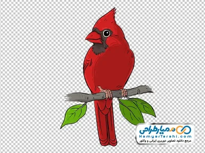 دانلود تصویر وکتوری پرنده کاردینال قرمز نشسته روی شاخه