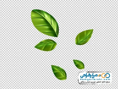 عکس برگ درخت با فرمت png