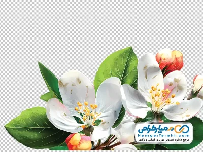 تصویر png شکوفه سیب