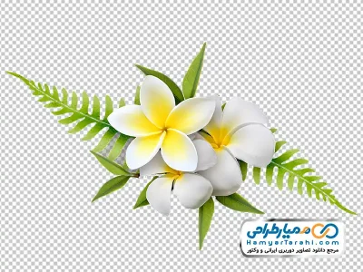 تصویر png گل پلومریا