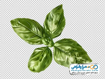 تصویر وکتوری برگ ریحان با فرمت png