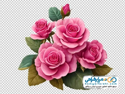 دانلود تصویر با کیفیت گل های رز باغی صورتی آبرنگی