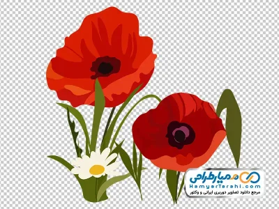 تصویر png گل خشخاش قرمز