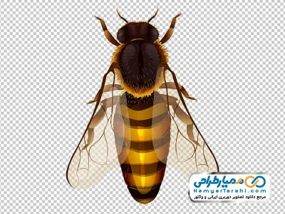 دانلود عکس png زنبور عسل