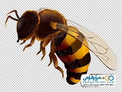 فایل تصویر وکتوری زنبور عسل