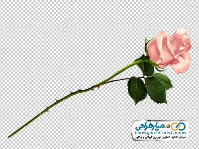 تصویر وکتوری شاخه گل رز صورتی با فرمت png