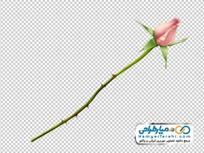 عکس وکتوری شاخه غنچه رز صورتی