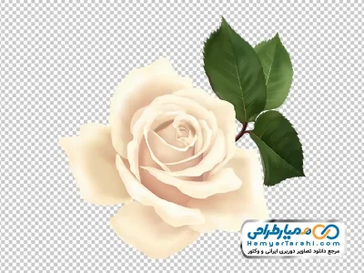 عکس وکتوری گل رز سفید