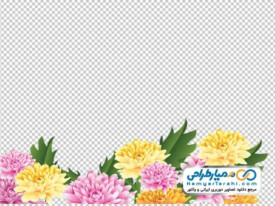 تصویر png گل های داوودی سفید و صورتی برای حاشیه طرح
