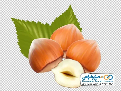 دانلود تصویر وکتوری فندق