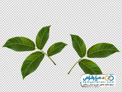 تصویر با کیفیت برگ درخت گردو با فرمت png
