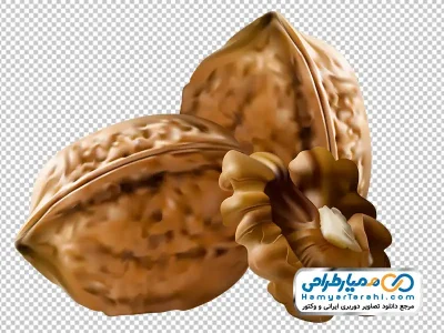 تصویر وکتوری گردو با فرمت png